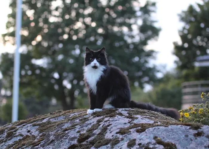 Kangru Holiday home *